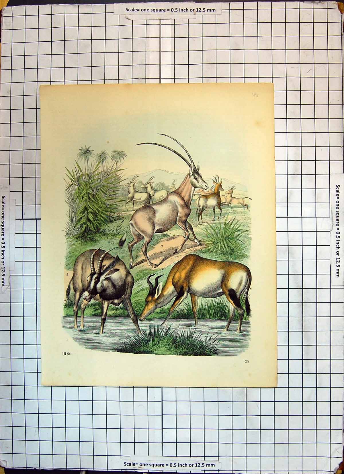 Original Old Antique Print Colour Animals Antelopes River Scene Nature