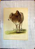 Original Old Antique Print Colour Brahmin Bull Zoological Society Gardens