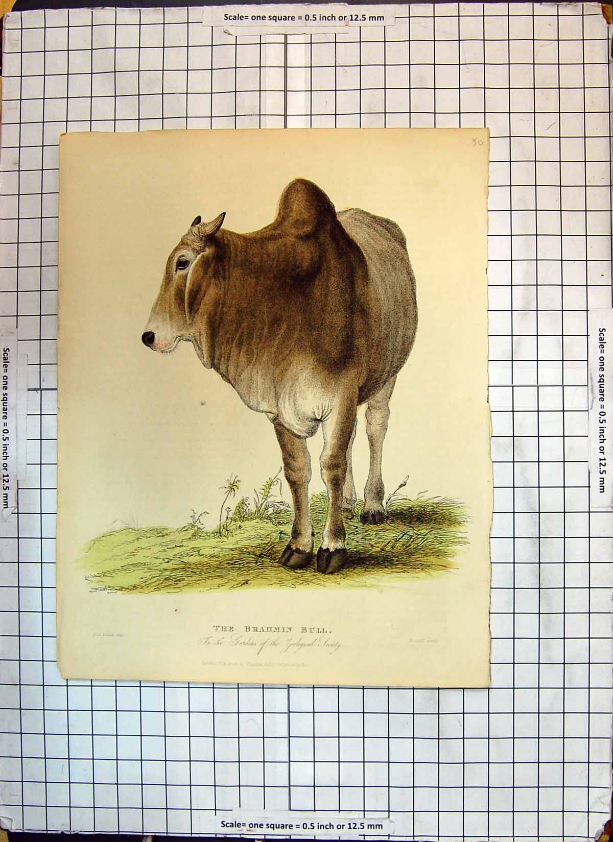 Original Old Antique Print Colour Brahmin Bull Zoological Society Gardens