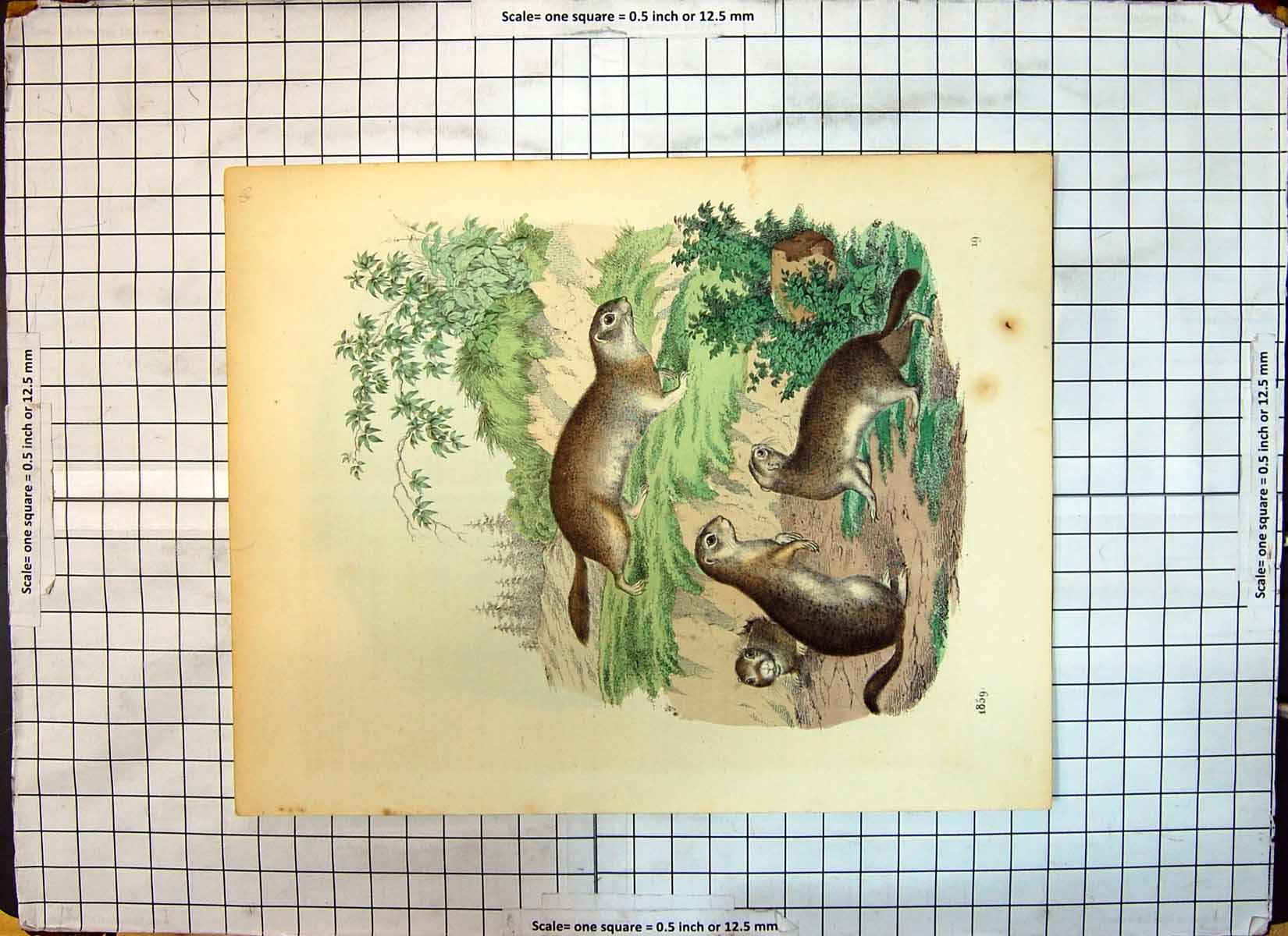 Original Old Antique Print Colour 1859 Animals Rodents Nature Otters Victorian