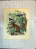 Original Old Antique Print Colour Animals Trees Coloured Birds 1859 Victorian