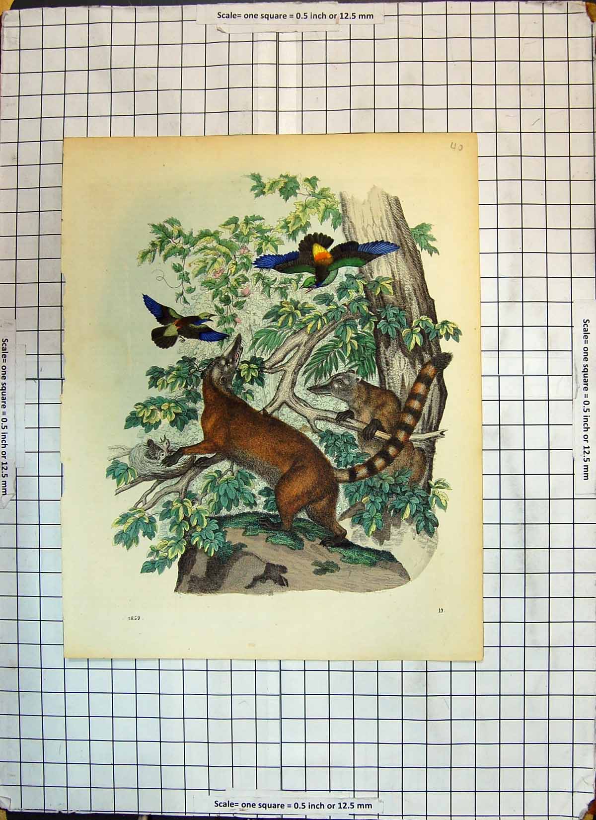 Original Old Antique Print Colour Animals Trees Coloured Birds 1859 Victorian