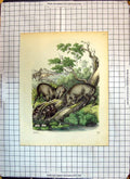 Original Old Antique Print Colour 1854 Animals Monkeys Trees River Nature 19th