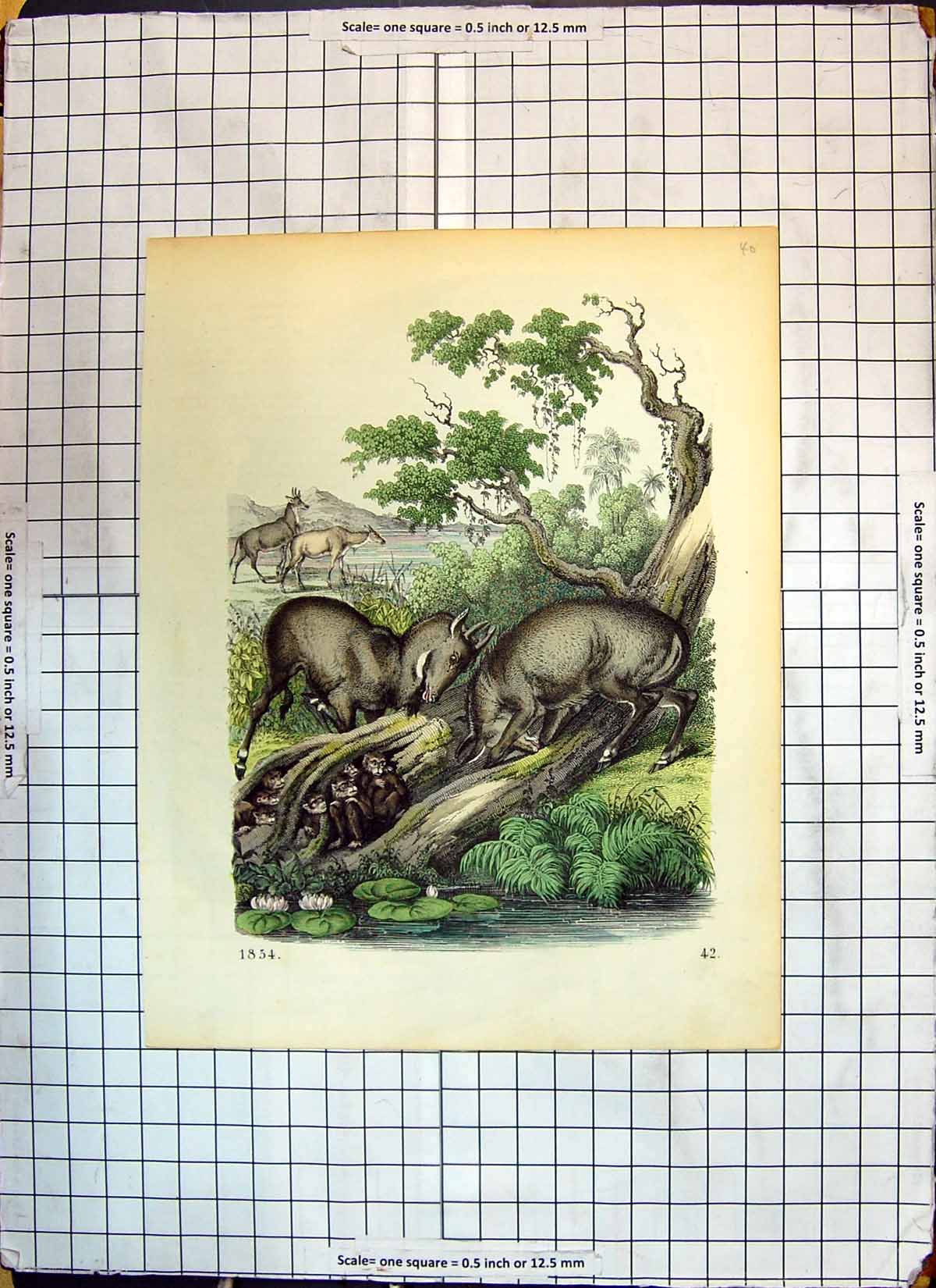 Original Old Antique Print Colour 1854 Animals Monkeys Trees River Nature 19th