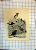 Original Old Antique Print Colour Black Brown Birds Nature 1851 River Scene