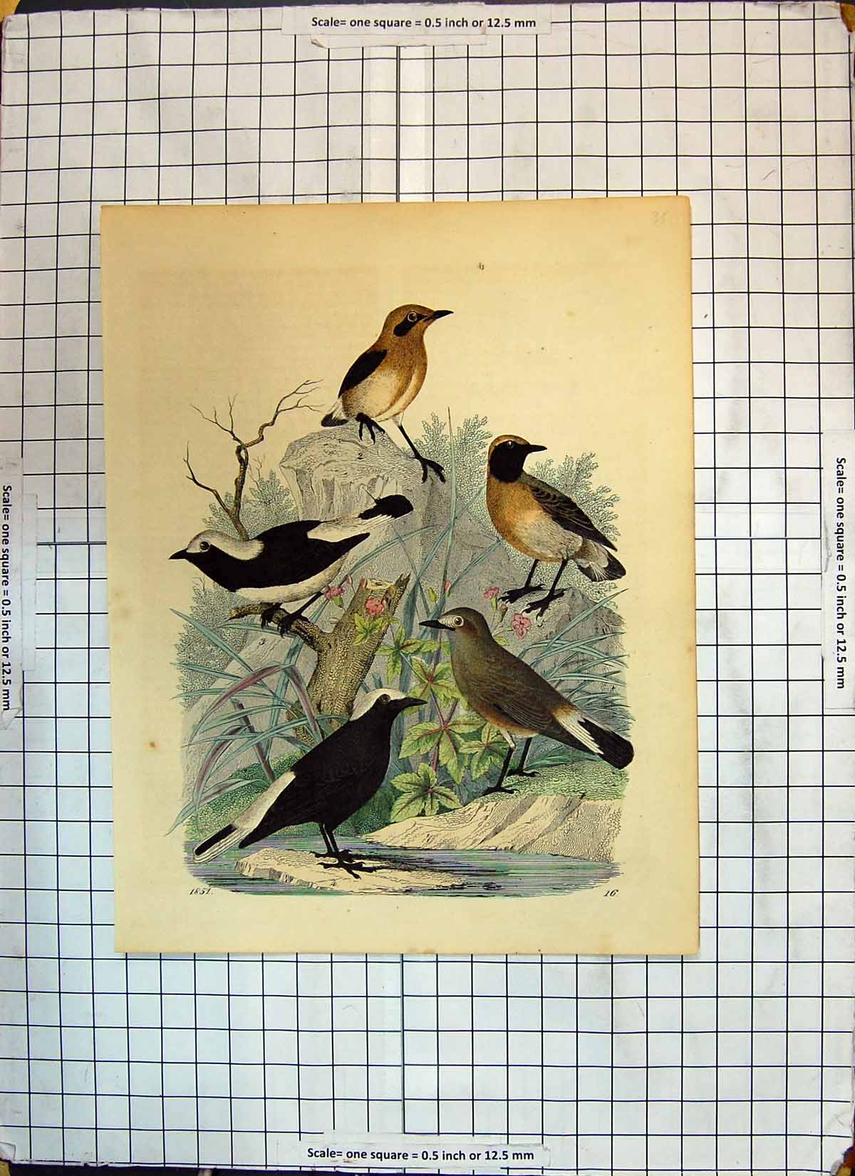 Original Old Antique Print Colour Black Brown Birds Nature 1851 River Scene