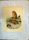 Original Old Antique Print Colour Beavers Animals Nature 1853 19th