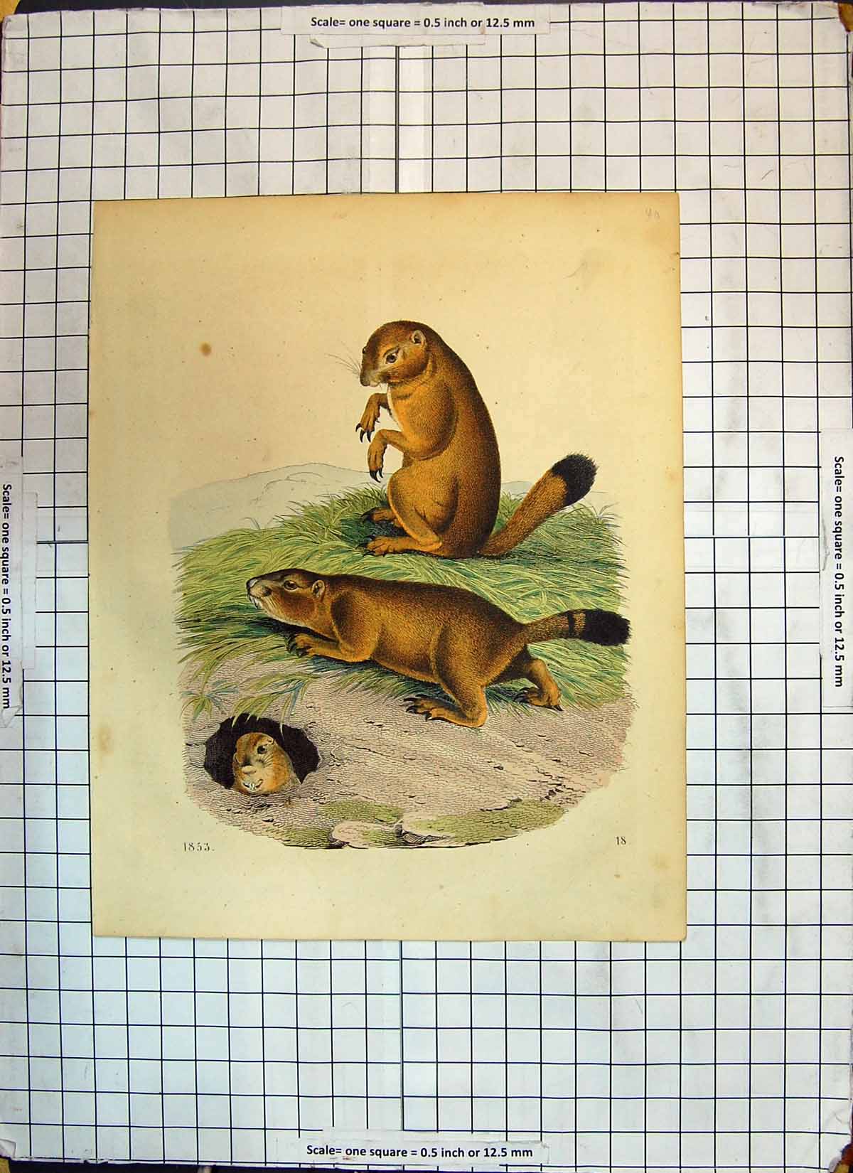 Original Old Antique Print Colour Beavers Animals Nature 1853 19th