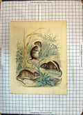 Original Old Antique Print Colour Nature Animals Rats Grass 1851 19th