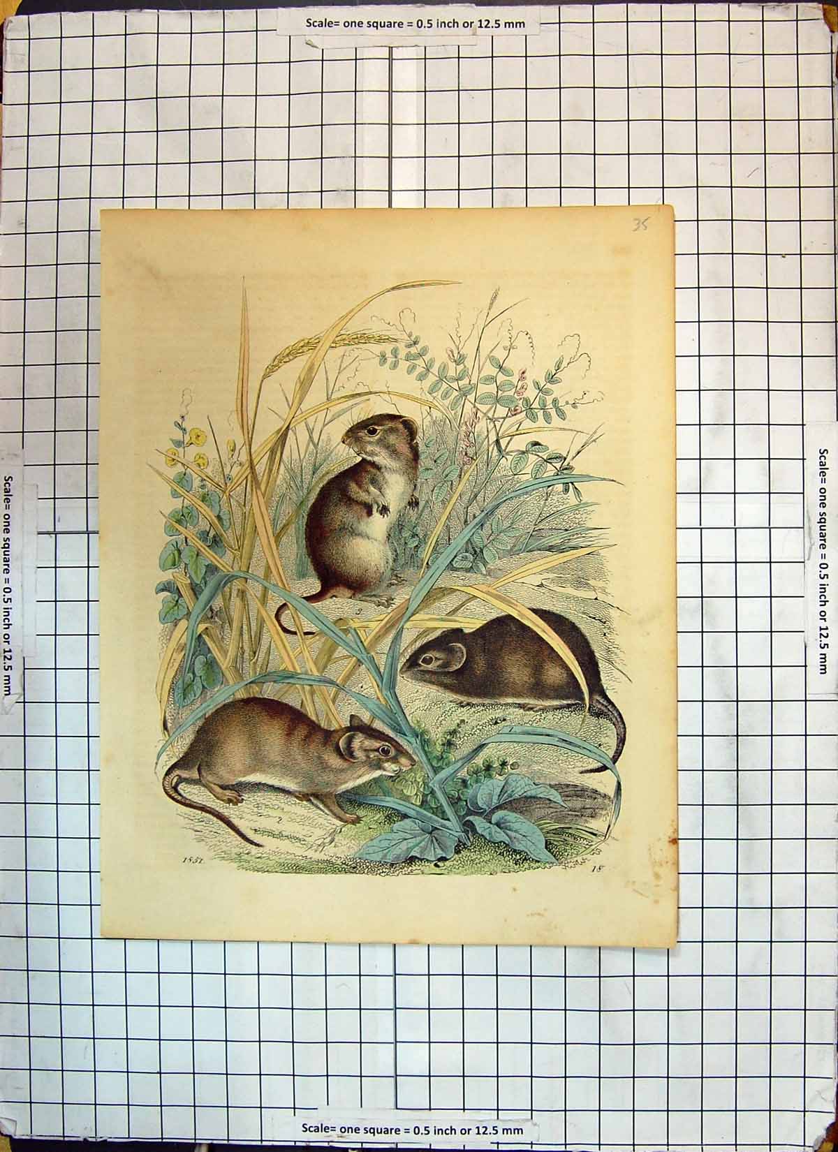 Original Old Antique Print Colour Nature Animals Rats Grass 1851 19th