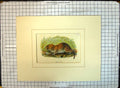 Original Old Antique Print Colour Bank Vole Nature Rodent Animal