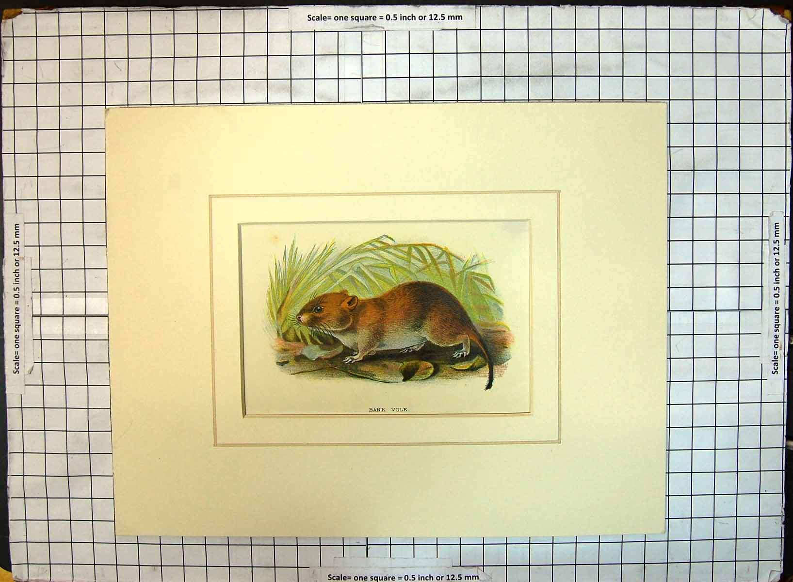 Original Old Antique Print Colour Bank Vole Nature Rodent Animal