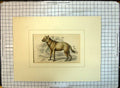 Original Old Antique Print Colour Spotted Hyaena Wild Animal Smith