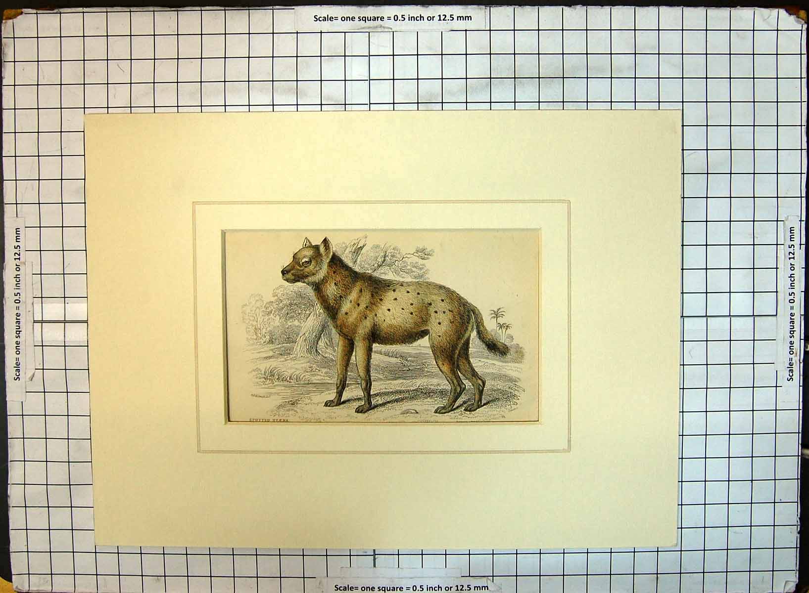 Original Old Antique Print Colour Spotted Hyaena Wild Animal Smith