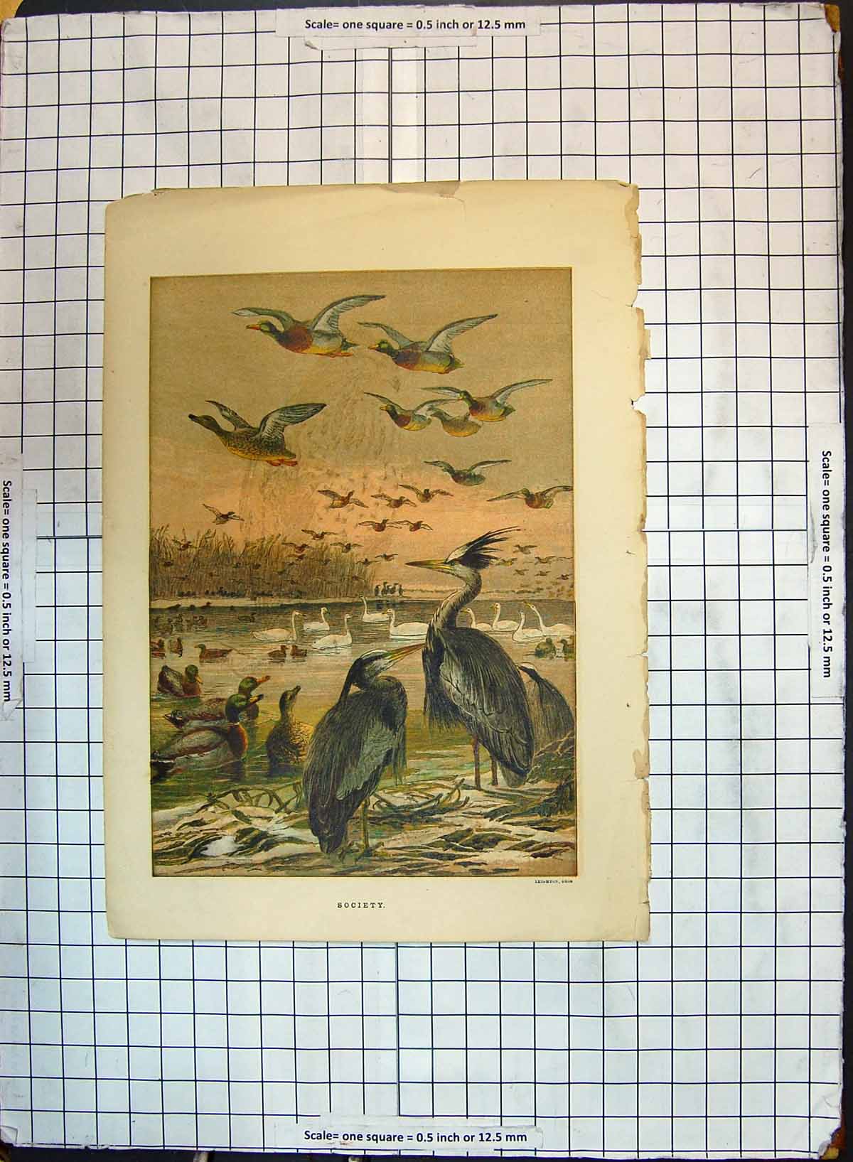 Old Antique Print Colour Society Birds Swan Ducks Lake Leighton Brothers