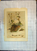Old Antique Print Colour Christmas Holly Bird Partridge Leighton Brothers