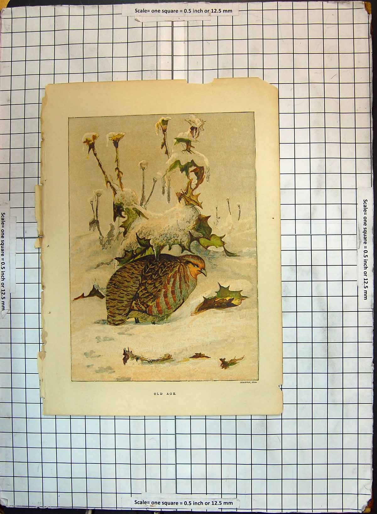 Old Antique Print Colour Christmas Holly Bird Partridge Leighton Brothers