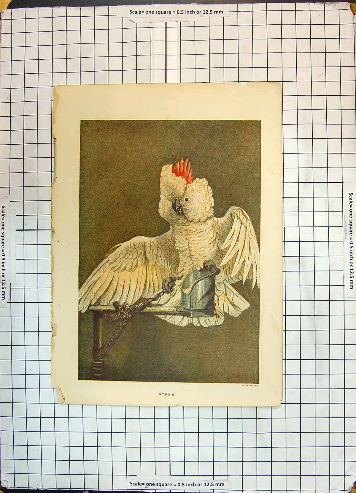 Original Old Antique Print Colour Storm Parrot Bird Nature Leighton