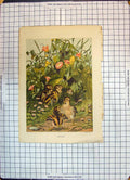 Original Old Antique Print Colour Infancy Baby Birds Flowers Plants Leighton