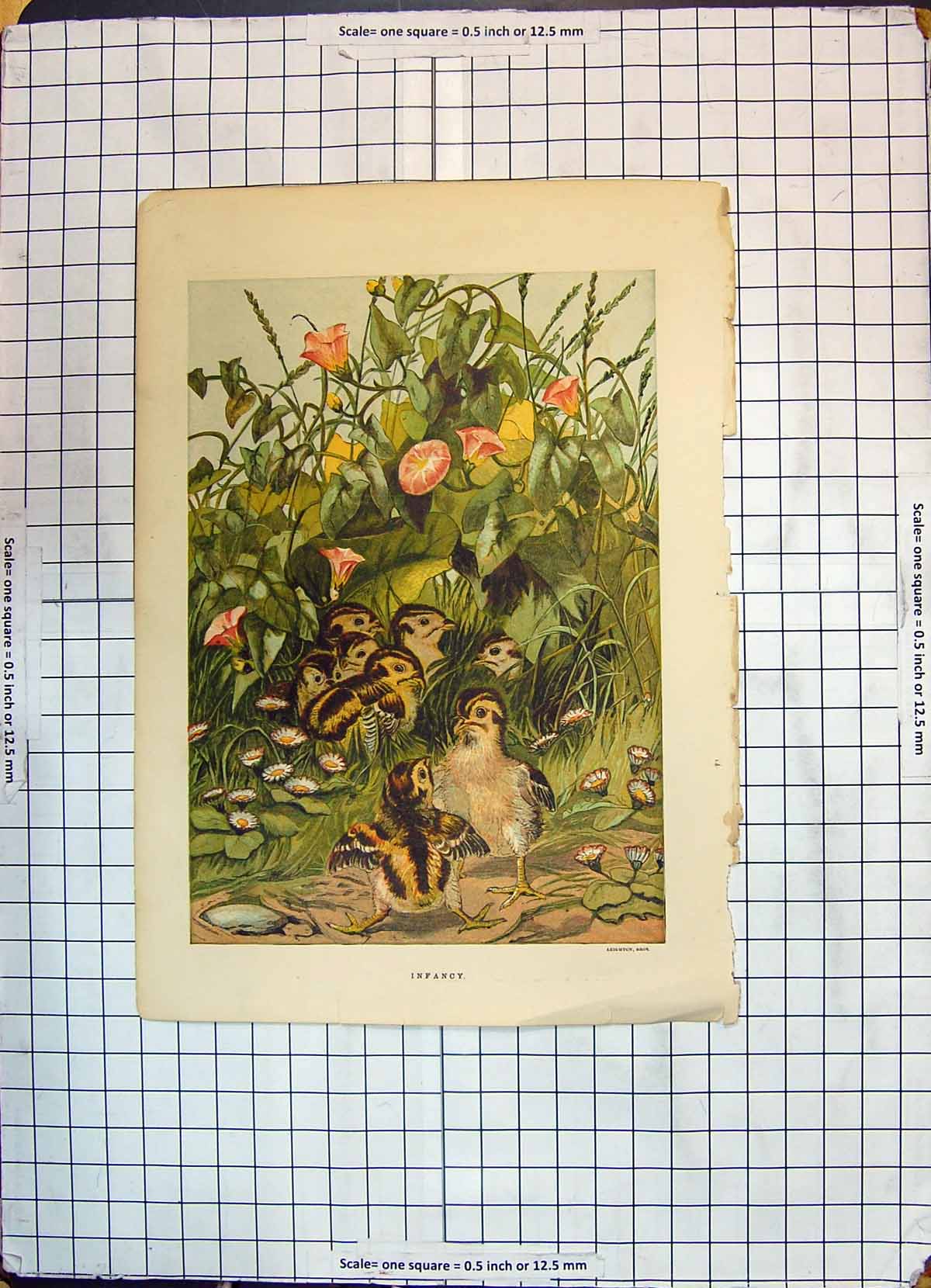 Original Old Antique Print Colour Infancy Baby Birds Flowers Plants Leighton