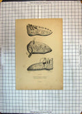 Original Old Antique Print Fashion Shoes Chaussures Charlemagne