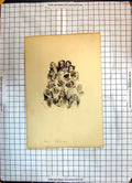 Original Old Antique Print Colour Delenun Faces Heads People Head-Dresses