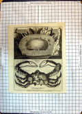 Original Old Antique Print Animal Flower Lazy Crab Baldwin London Magazine 1750