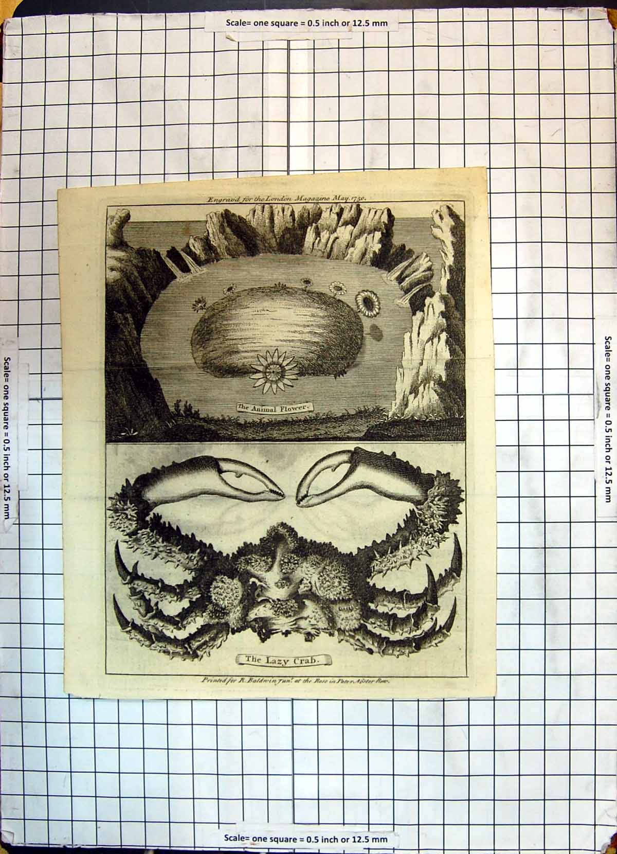 Original Old Antique Print Animal Flower Lazy Crab Baldwin London Magazine 1750