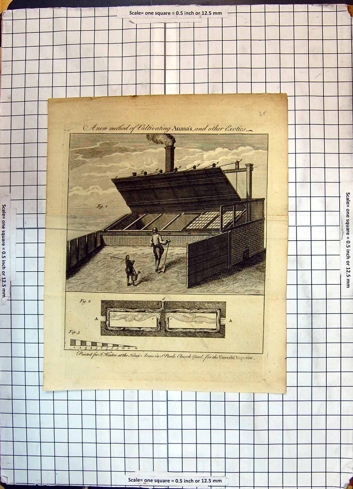 Old Print Anen Method Cultivating Anana'S Exotics Machinery Pauls Church