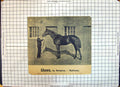 Antique Print Sheen Race Horse Hampton Radiancy Men Photograph Hailey Wood