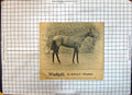 Old Antique Print Race Horse Windgall Galliard Windsor Hailey John'S Wood