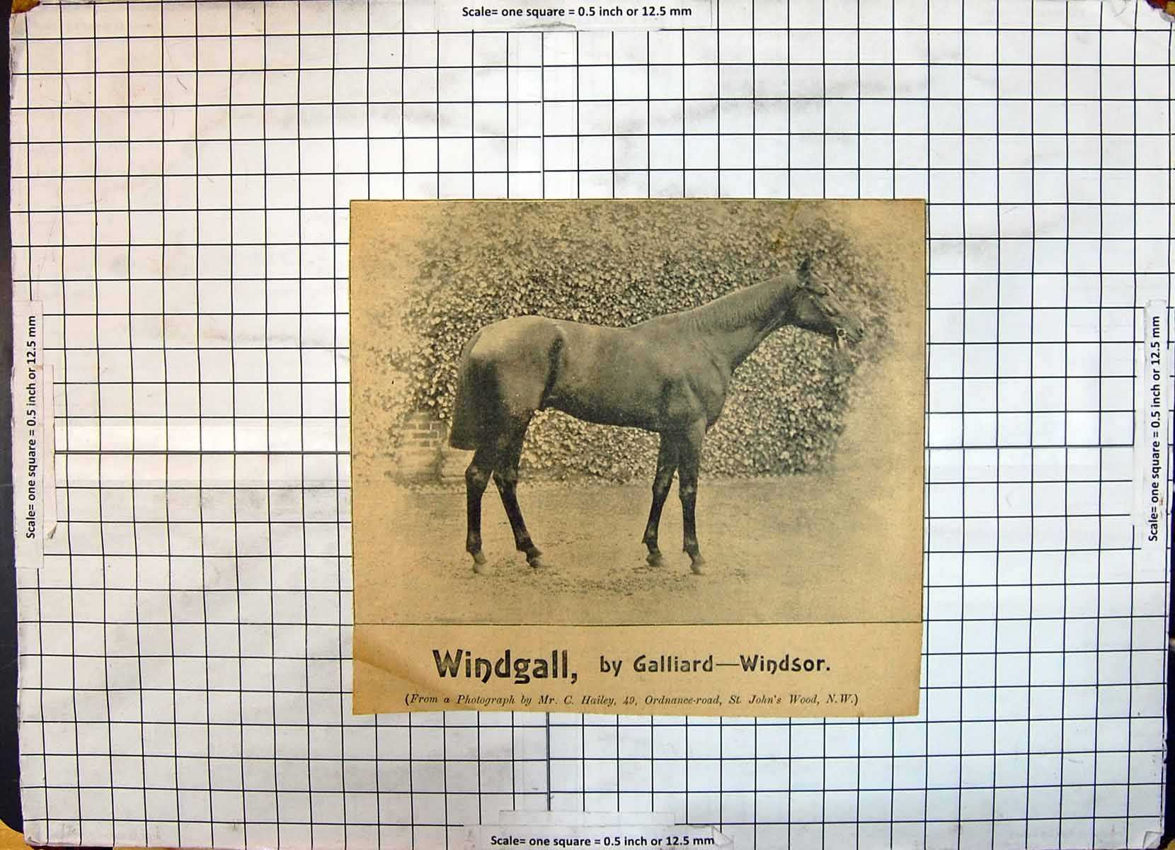 Old Antique Print Race Horse Windgall Galliard Windsor Hailey John'S Wood
