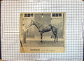 Old Race Horse Childwick Trainer Simon Plaisanterie Hailey John'S Woo