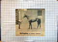 Old Race Horse Bullingdon Melton Shotover Clarence Hailey John'S Wood