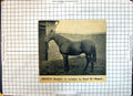 Old Race Horse Orvieto Brother Laveno Bend Napoli Sherborn Newmarket
