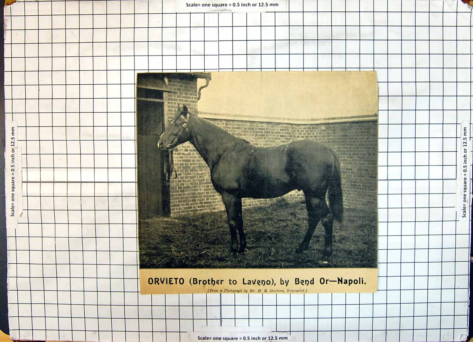Old Race Horse Orvieto Brother Laveno Bend Napoli Sherborn Newmarket