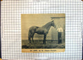 Original Old Antique Print Race Horse St. Serf Simon Feronia Sherborn Newmarket