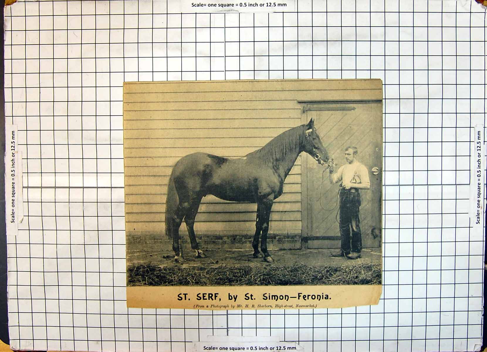 Original Old Antique Print Race Horse St. Serf Simon Feronia Sherborn Newmarket