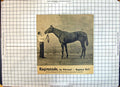 Antique Print Race Horse Ragimunde Petronel Ragman Roll Sherborn Newmarket