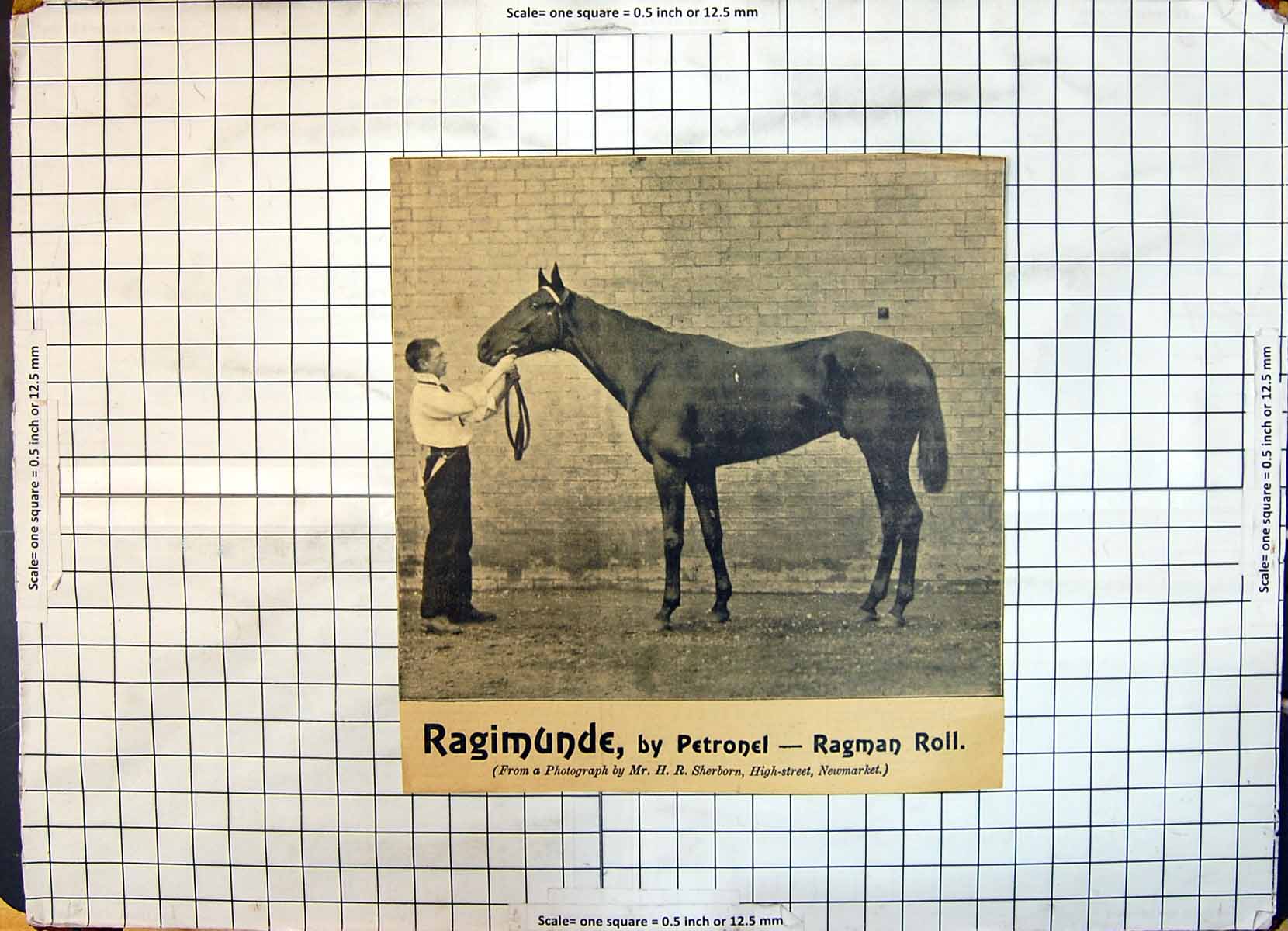 Antique Print Race Horse Ragimunde Petronel Ragman Roll Sherborn Newmarket