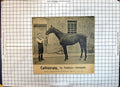 Antique Print Race Horse Callistrate Cambyse Citronelle Sherborn Newmarket