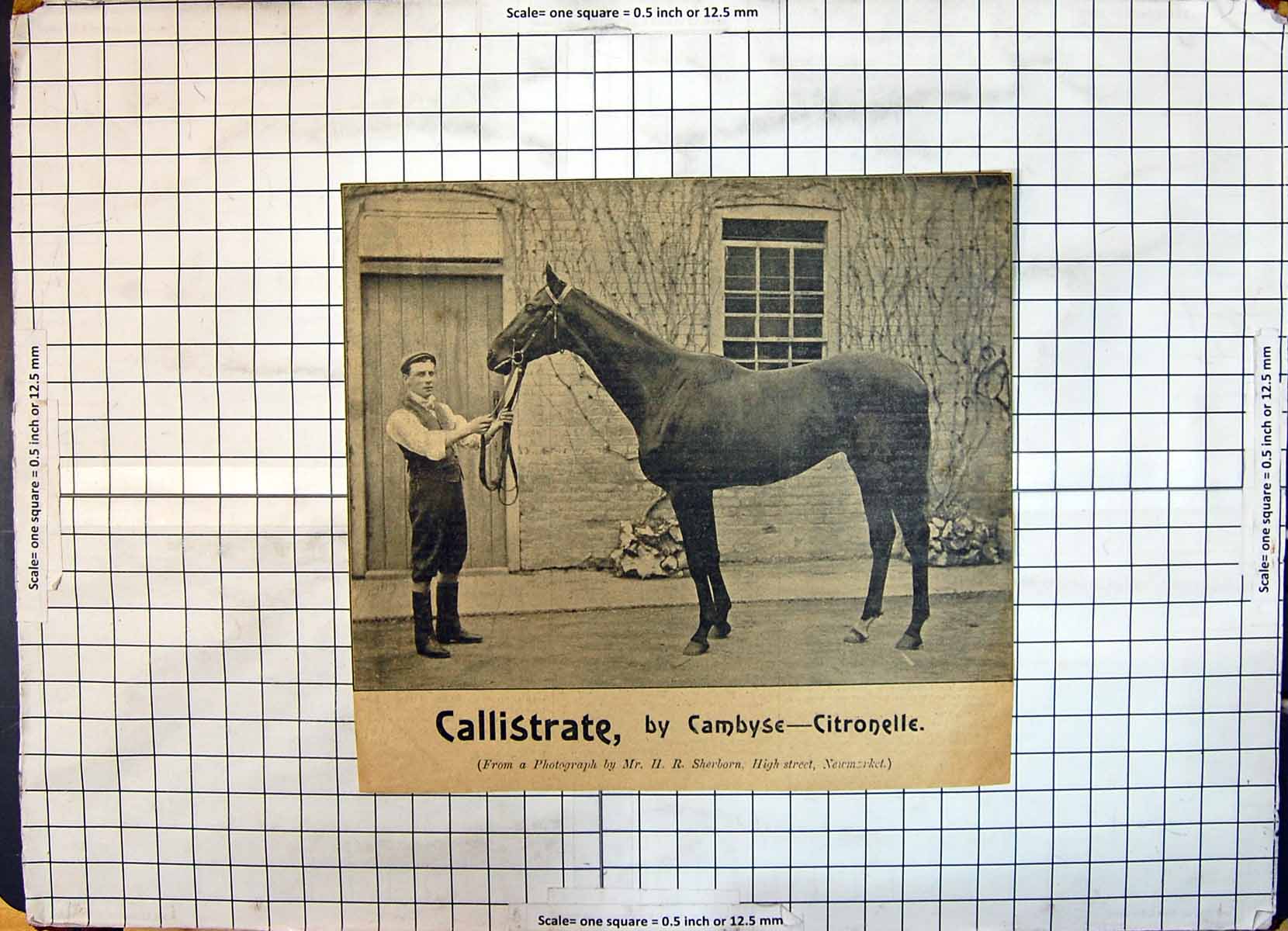 Antique Print Race Horse Callistrate Cambyse Citronelle Sherborn Newmarket