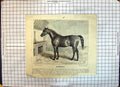 Antique Old Print Thoroughbred Stallion Horse Scherzo Bay Kempton Park Race