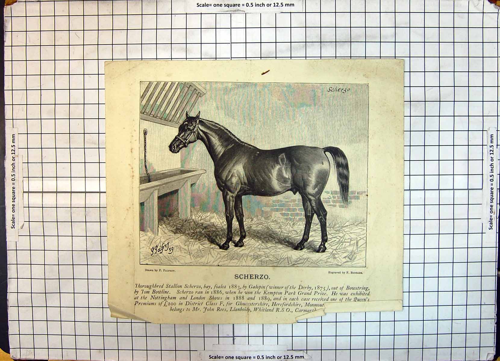 Antique Old Print Thoroughbred Stallion Horse Scherzo Bay Kempton Park Race