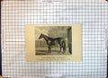 Old Thoroughbred Mare Horse Plaisanterie Tatton Sykes Sledmere Yorks