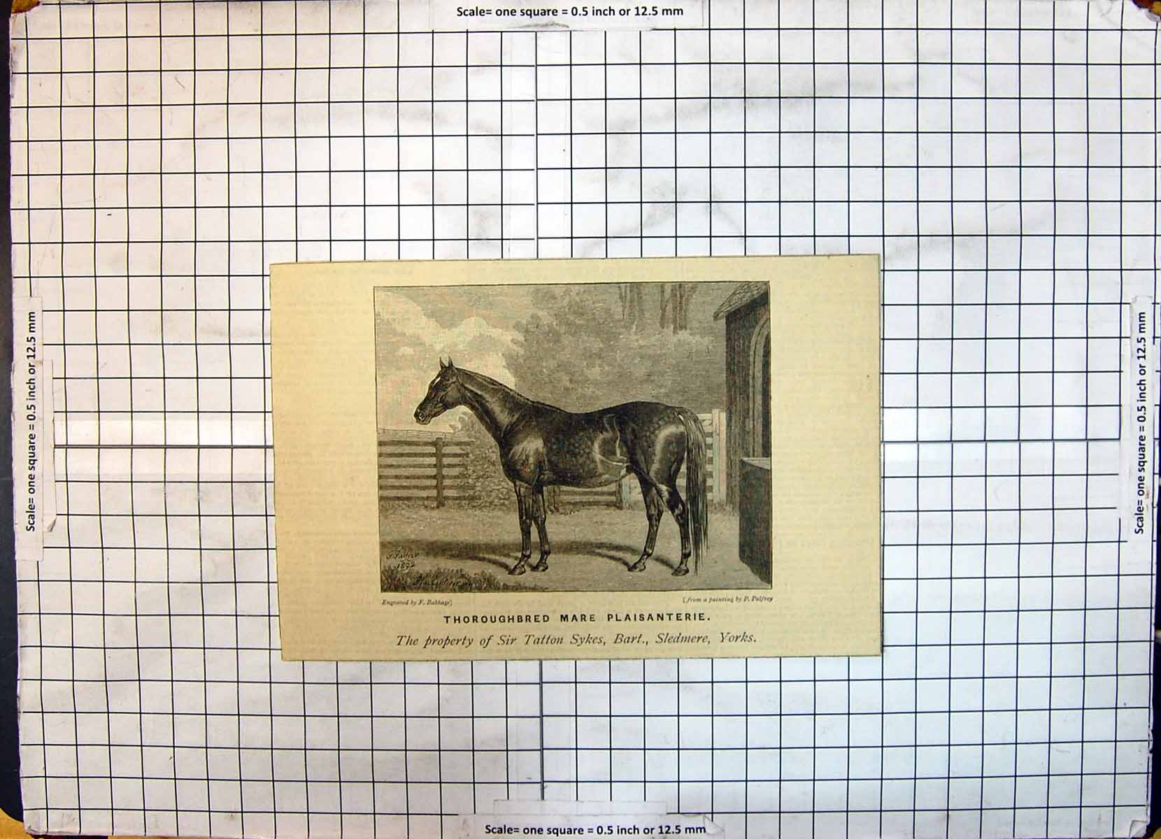 Old Thoroughbred Mare Horse Plaisanterie Tatton Sykes Sledmere Yorks