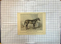 Antique Old Print Thoroughbred Race Horse Orme Duke Westminster Eaton Chester