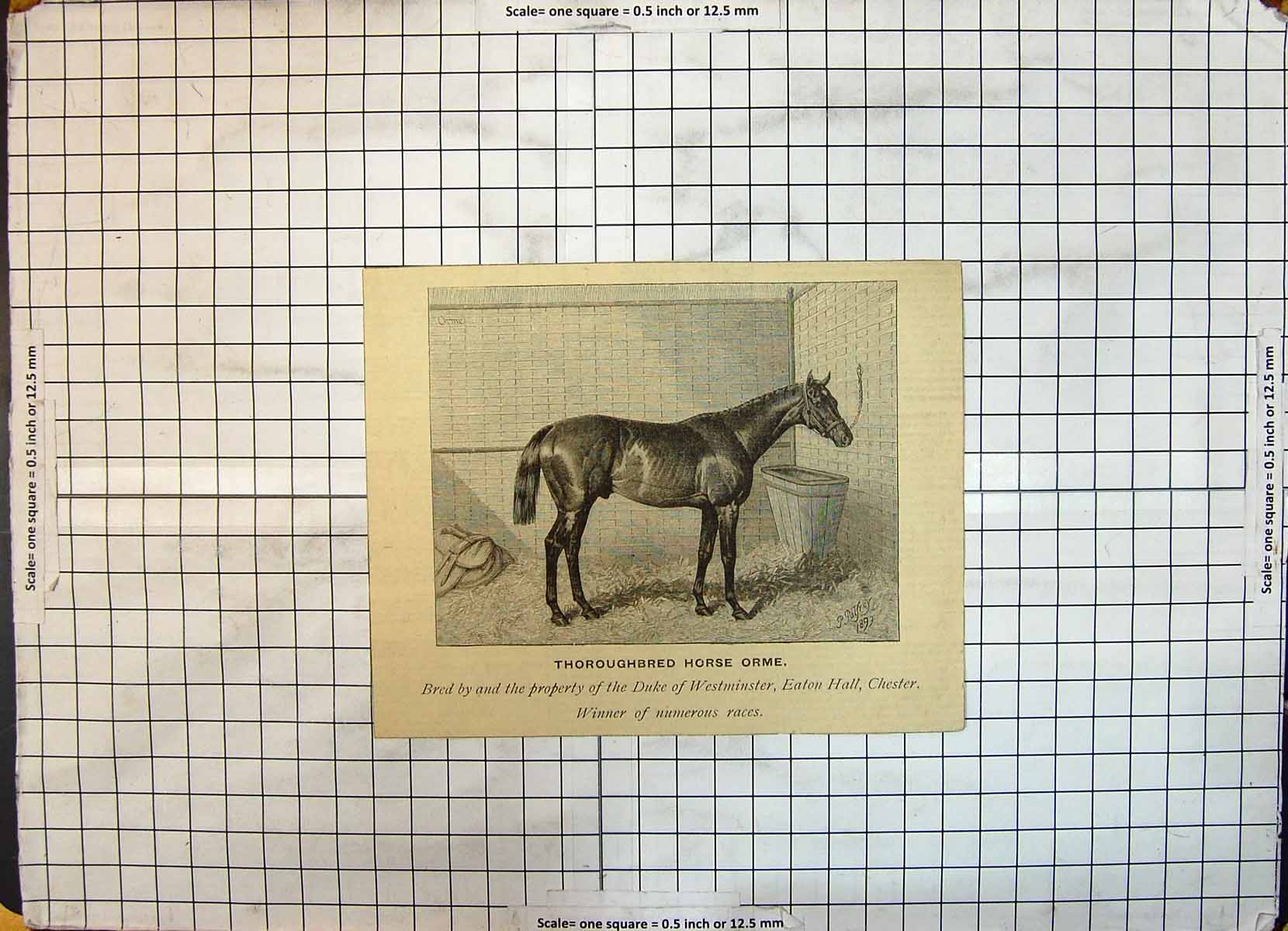 Antique Old Print Thoroughbred Race Horse Orme Duke Westminster Eaton Chester