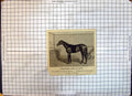 Original Old Antique Print Race Horse Thoroughbred Mare La Fleche Baron Hirsch