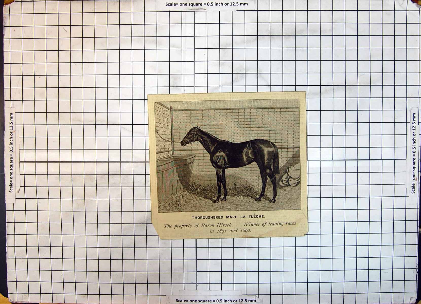 Original Old Antique Print Race Horse Thoroughbred Mare La Fleche Baron Hirsch